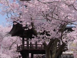深叢寺の桜